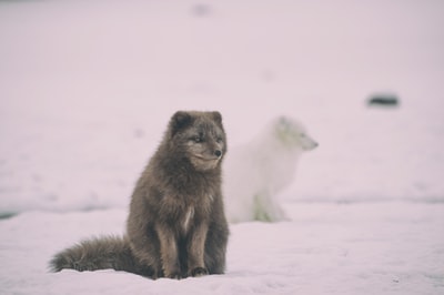 Two black and white Wolf on the ice
